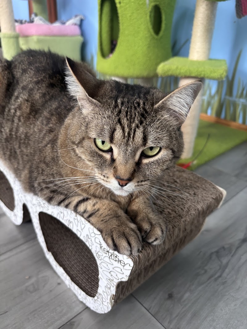 Bajah's Cat Cafe photo 4