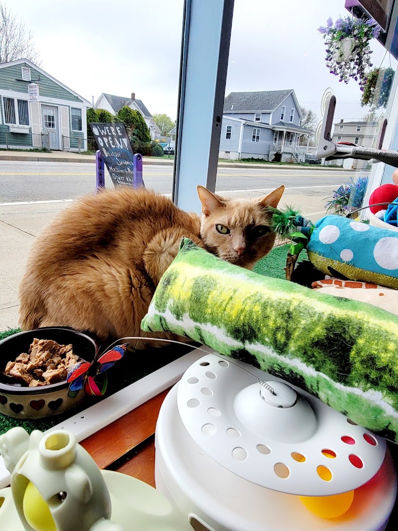 Bajah's Cat Cafe photo 4