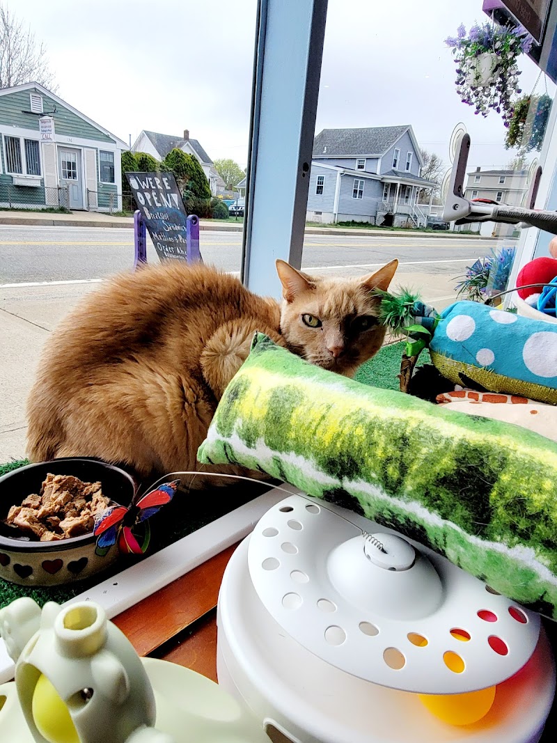Bajah's Cat Cafe photo 4