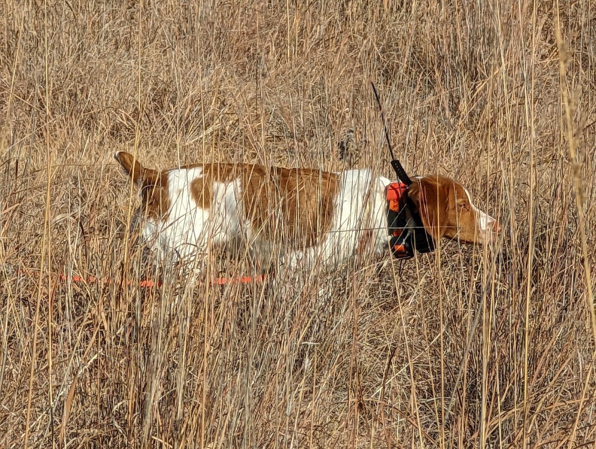 Union County Bird Dog Ranch