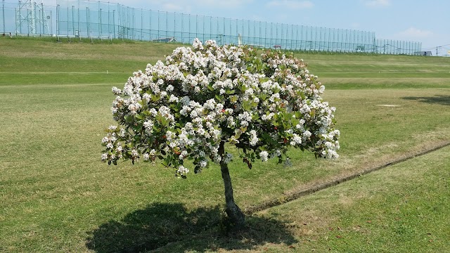 Riverside Park Nagatoishi Golf Course - Photo 6