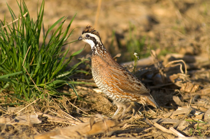 Lowcountry Gamebirds - Bobwhite Quail Farm - South Carolina - Photo 1