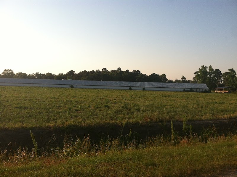 Lowcountry Gamebirds - Bobwhite Quail Farm - South Carolina - Photo 2