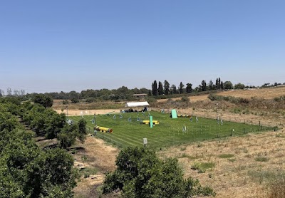 HotDogs agility school