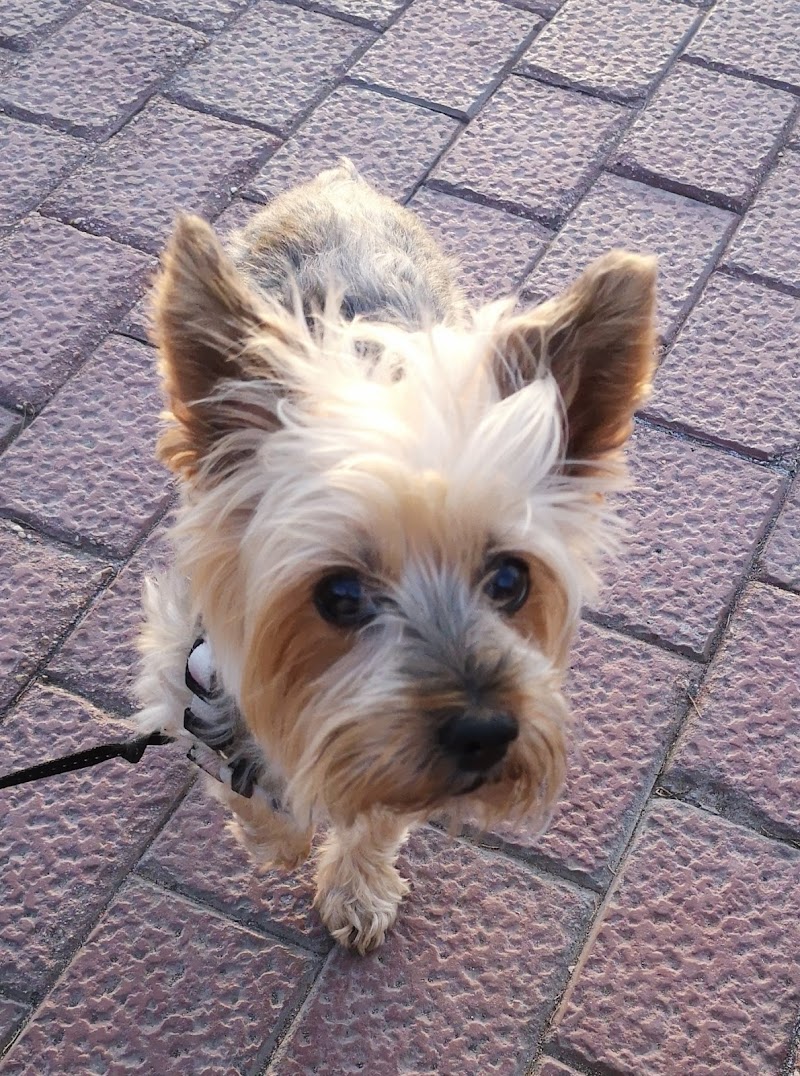 Clínica Veterinaria Acuarican