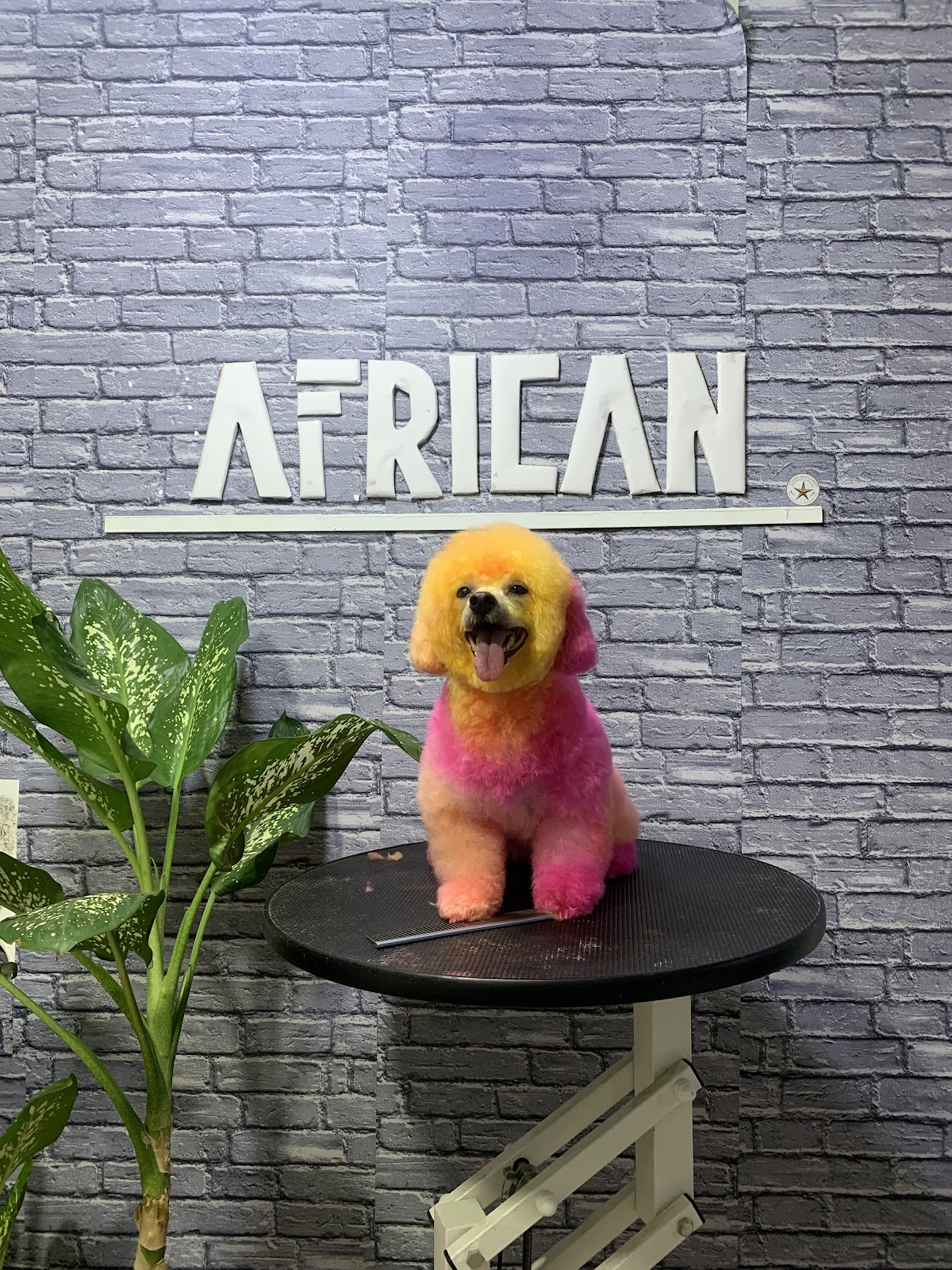 African Pets Salon
