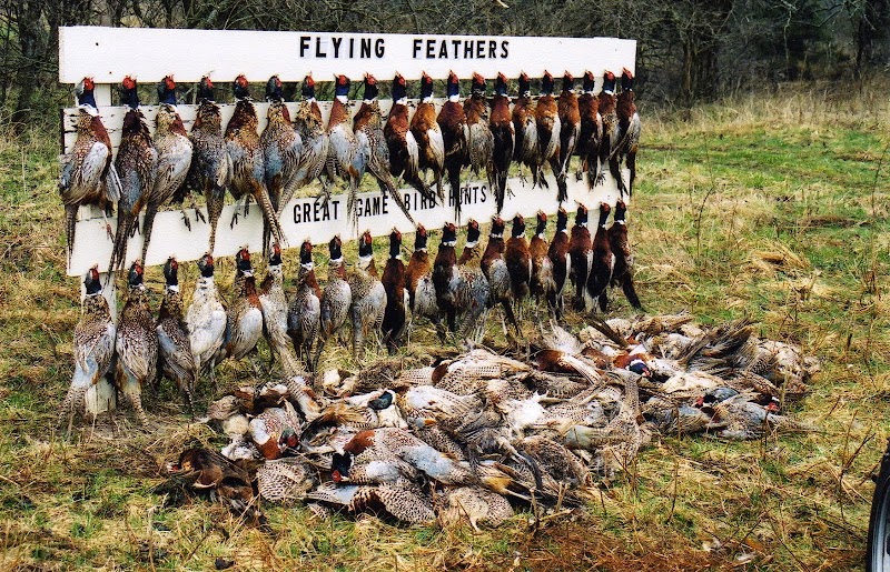 Flying Feathers LLC - Photo 1
