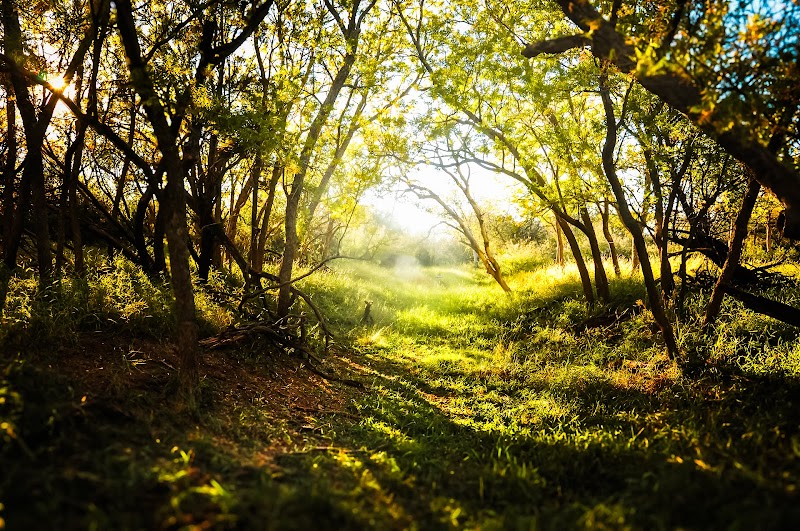 Continental Ranch Hunts - Texas Exotic Hunting - Photo 5