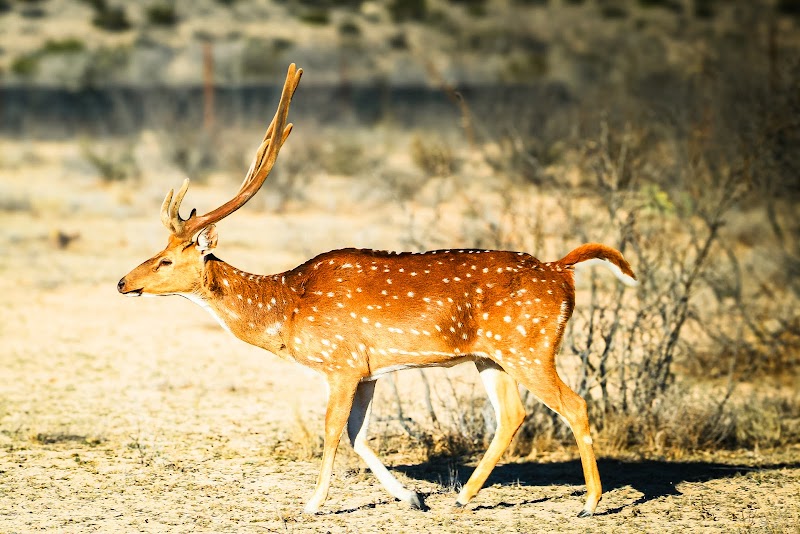 Continental Ranch Hunts - Texas Exotic Hunting - Photo 3