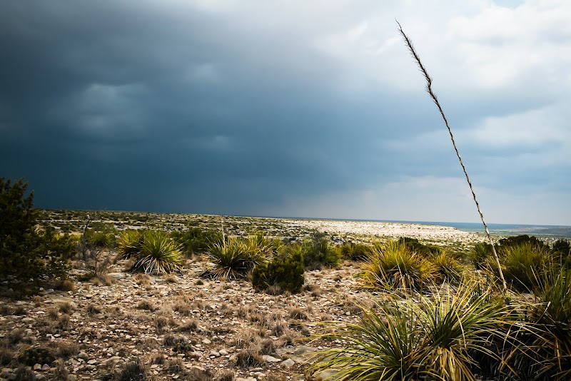 Continental Ranch Hunts - Texas Exotic Hunting - Photo 1