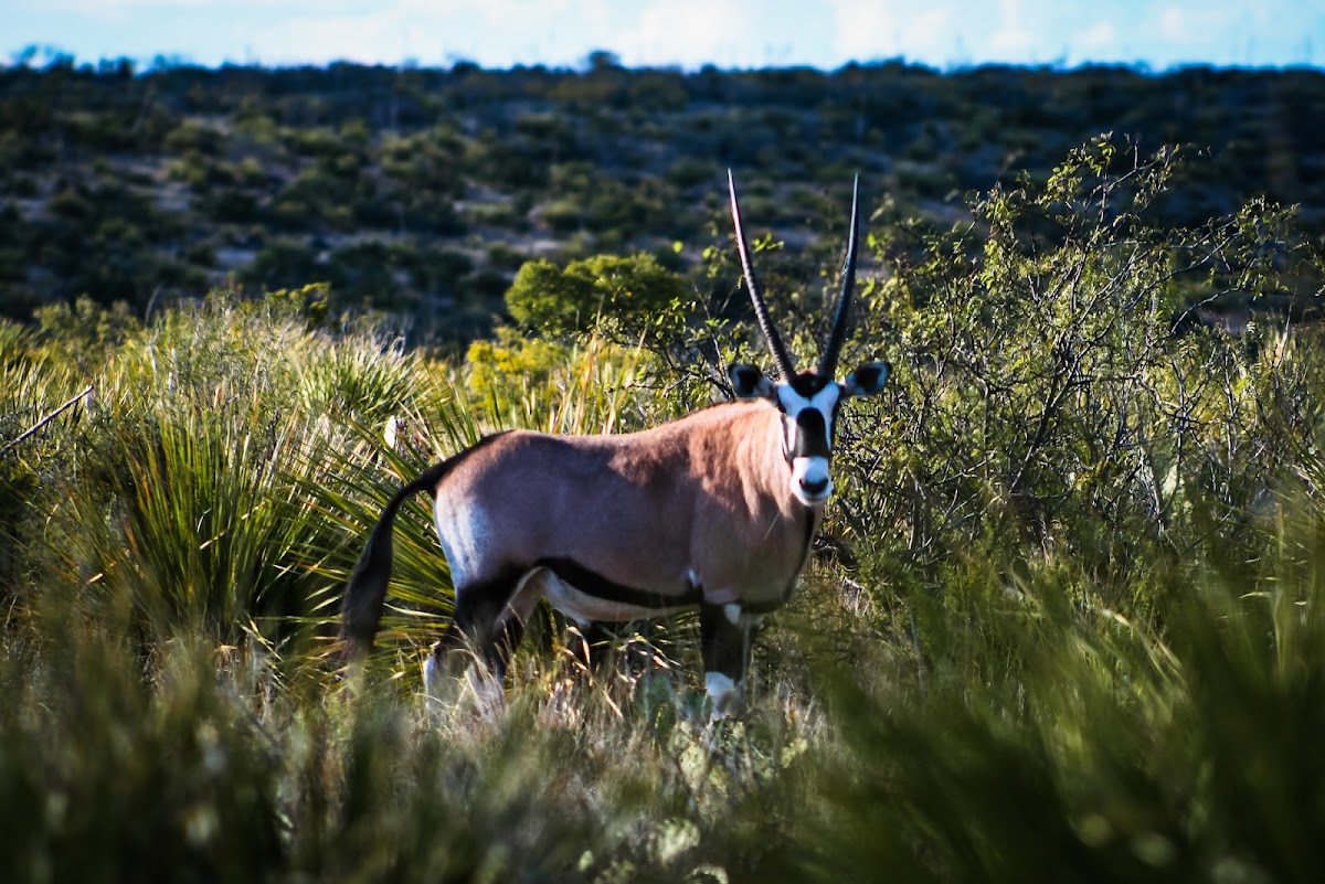 Continental Ranch Hunts - Texas Exotic Hunting