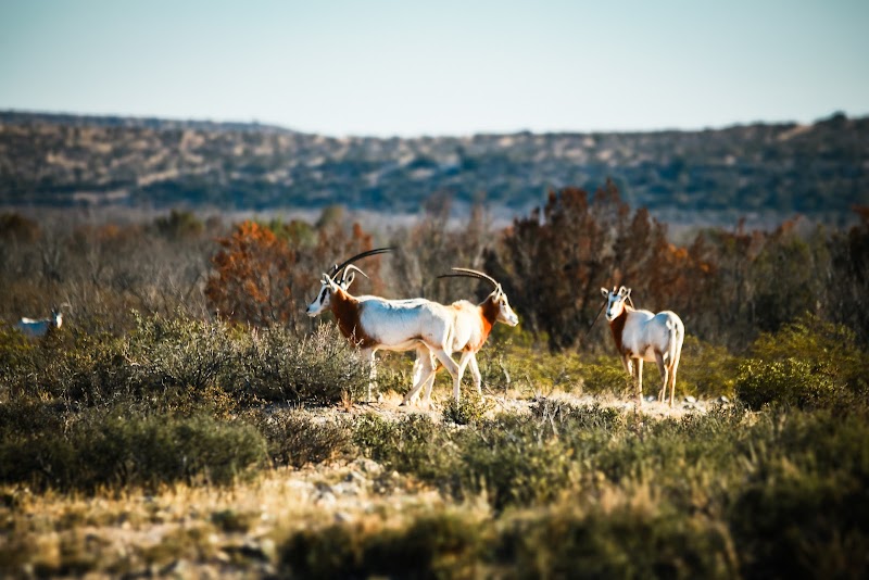 Continental Ranch Hunts - Texas Exotic Hunting - Photo 6