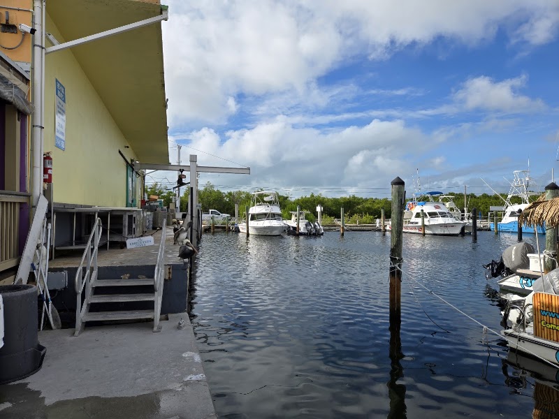 Key Largo Fisheries Backyard Cafe photo 4