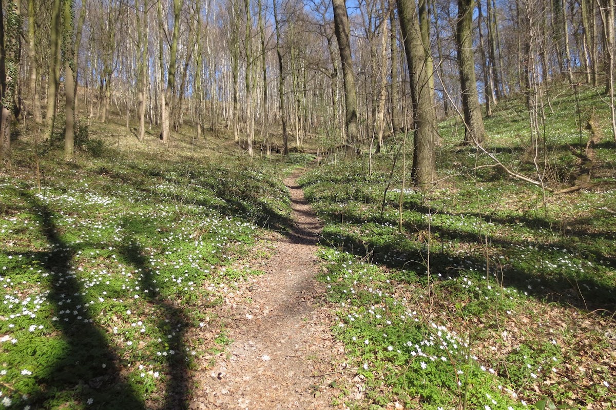 Altenbroek