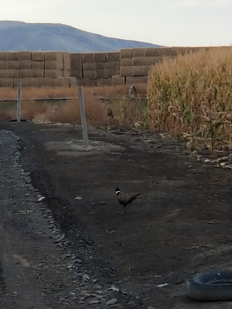 Flying Double F Ranch - Photo 3