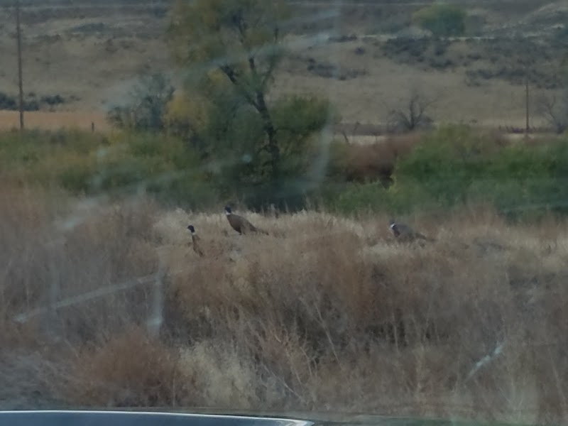 Flying Double F Ranch - Photo 4