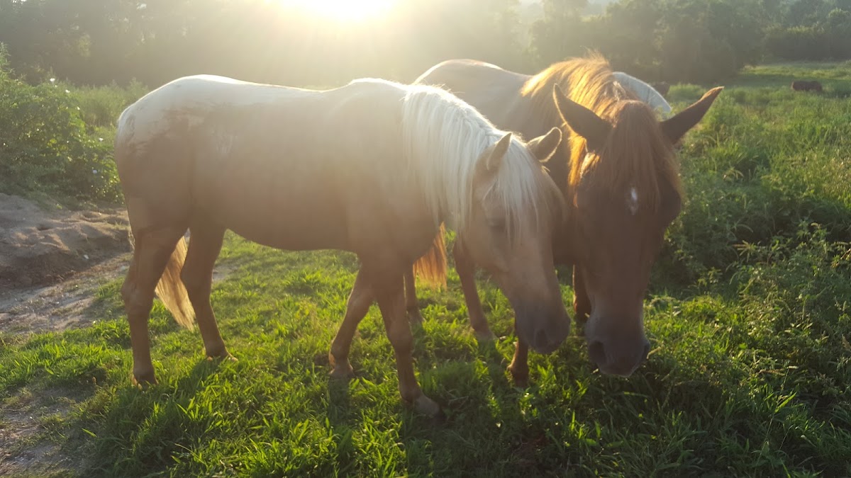 Bucks and Spurs Guest Ranch