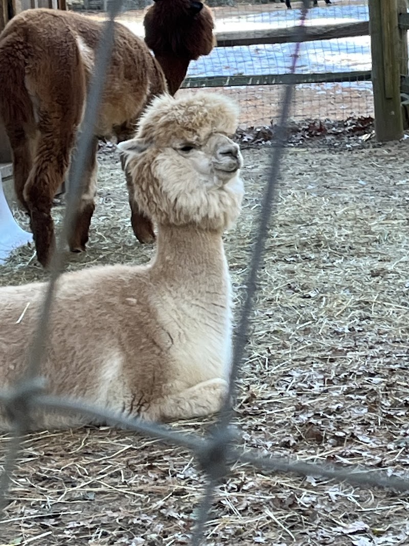 Winslow Farm Animal Sanctuary - Photo 5
