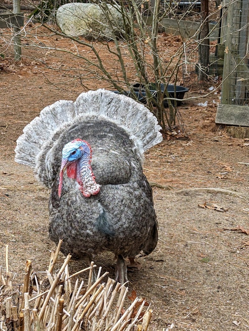 Winslow Farm Animal Sanctuary - Photo 3