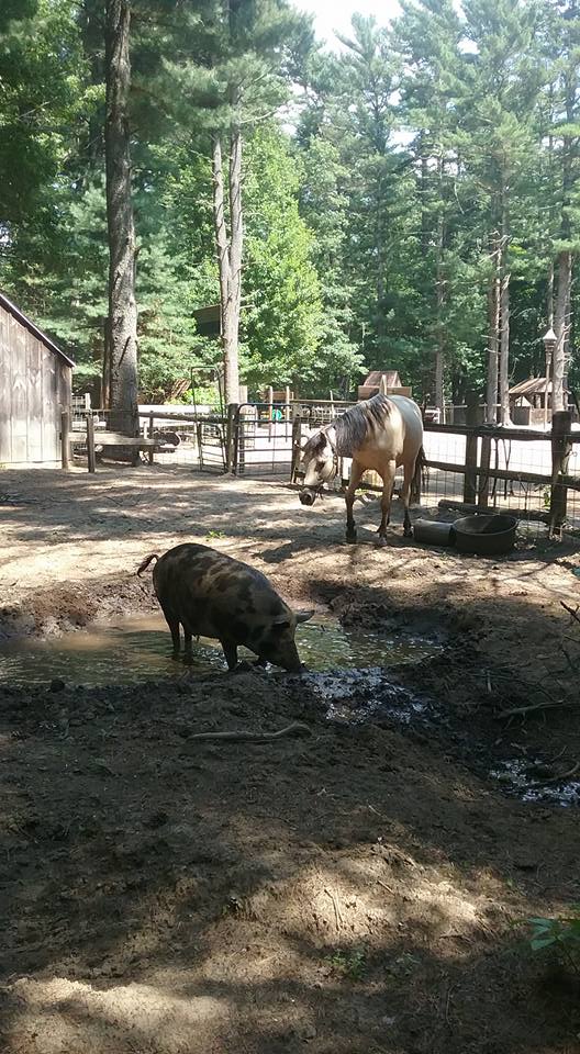 Winslow Farm Animal Sanctuary
