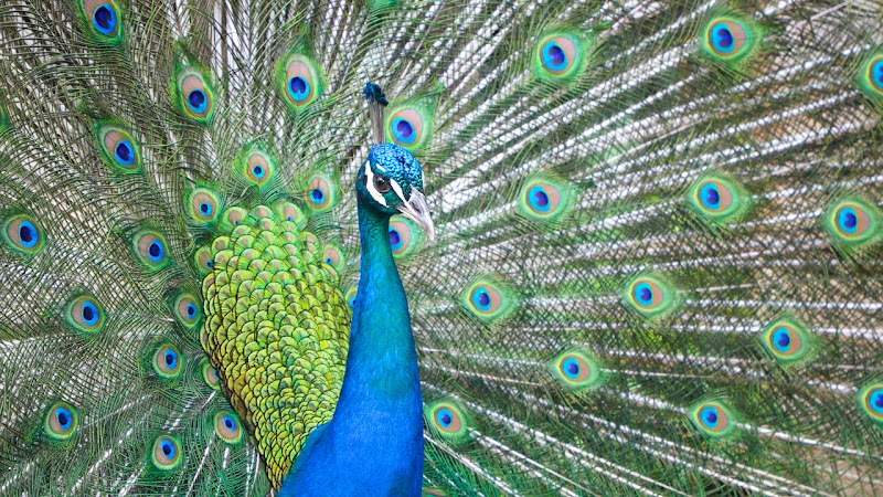 Granja Escuela la Huerta de Carlos