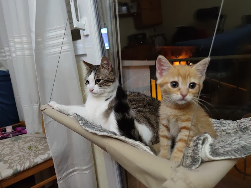 ShuKaMa / Cuidado de Mascotas, perros y gatos en El Espinar