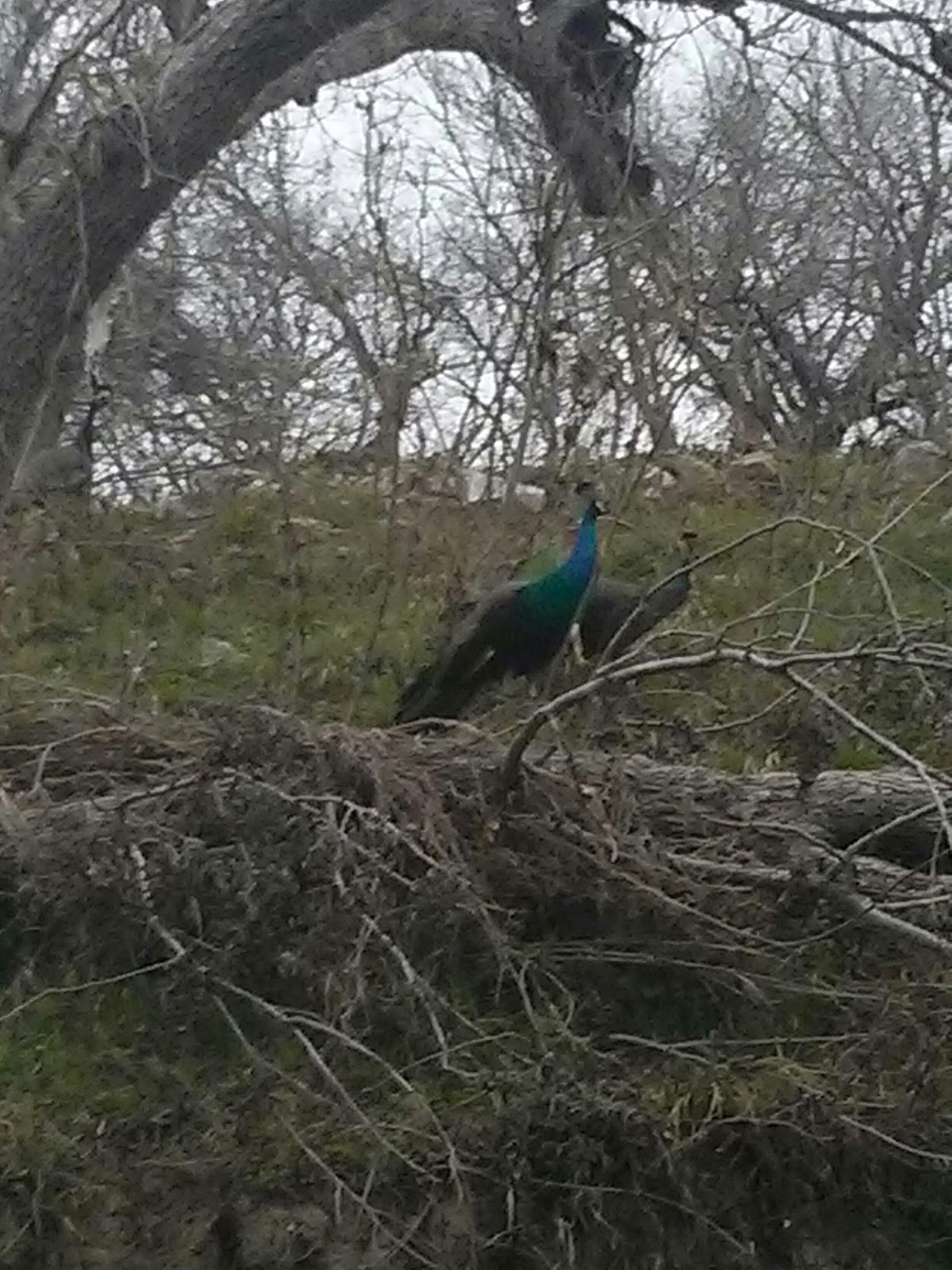Around Austin, Inc.: Google Places image 1