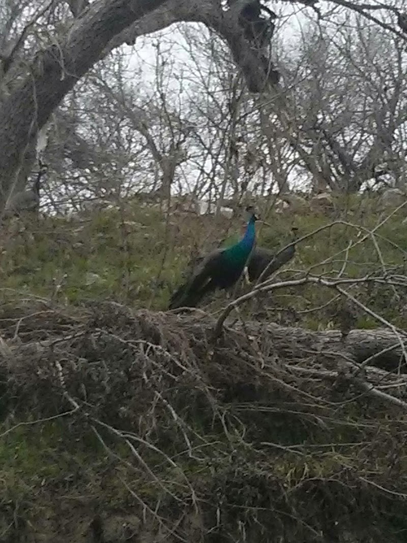 Around Austin, Inc.