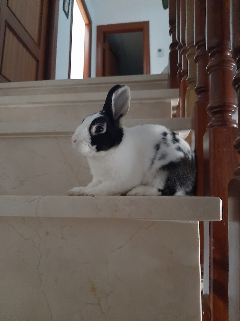 Clinica Veterinaria Alarife