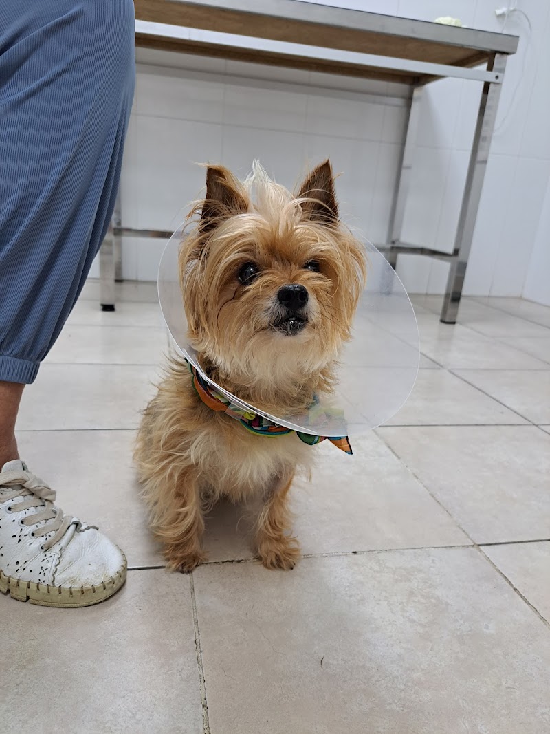 Clinica Veterinaria Levante