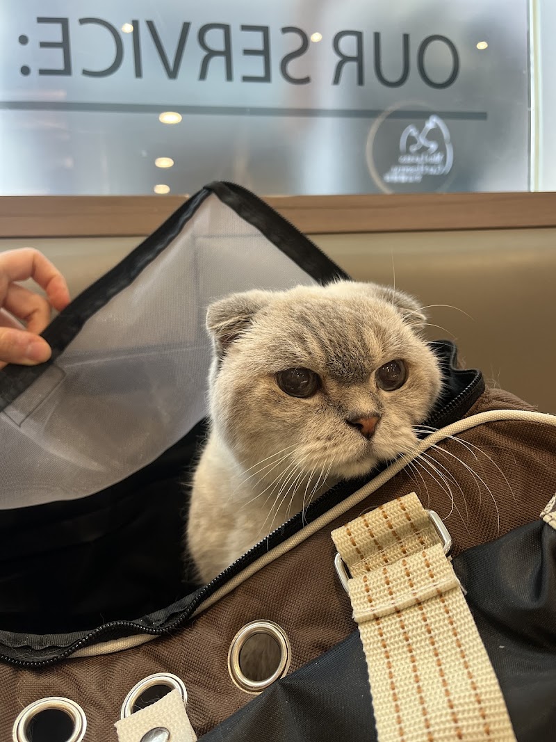 Mid Levels Cat Hospital