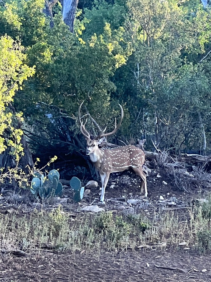 Texas Hill Country Axis Hunts - Photo 3