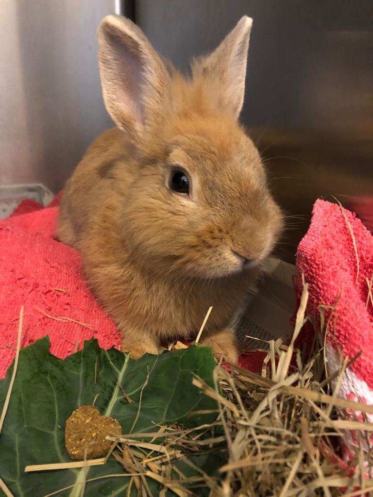 Clínica Veterinaria Recatelo photo 5