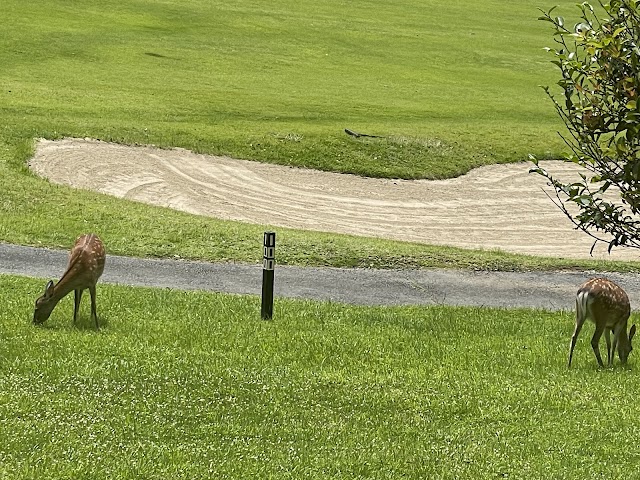 Aoyama Golf Club - Photo 5