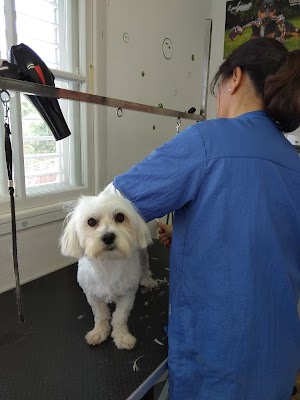 ליידי שיק - מספרת כלבים בעומר