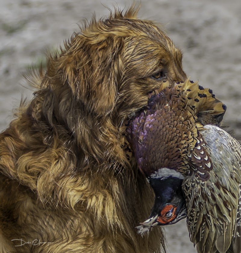 Pheasants Reserve LLC photo
