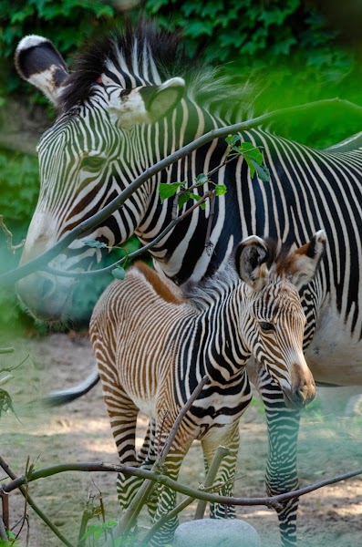 Zebra
