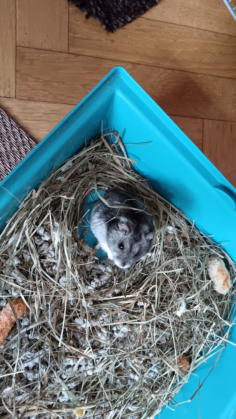 VetSaude Centro Veterinario Cambados photo 5