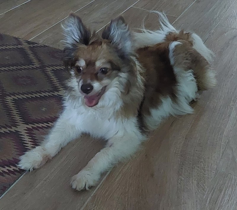 VetSaude Centro Veterinario Cambados photo 3