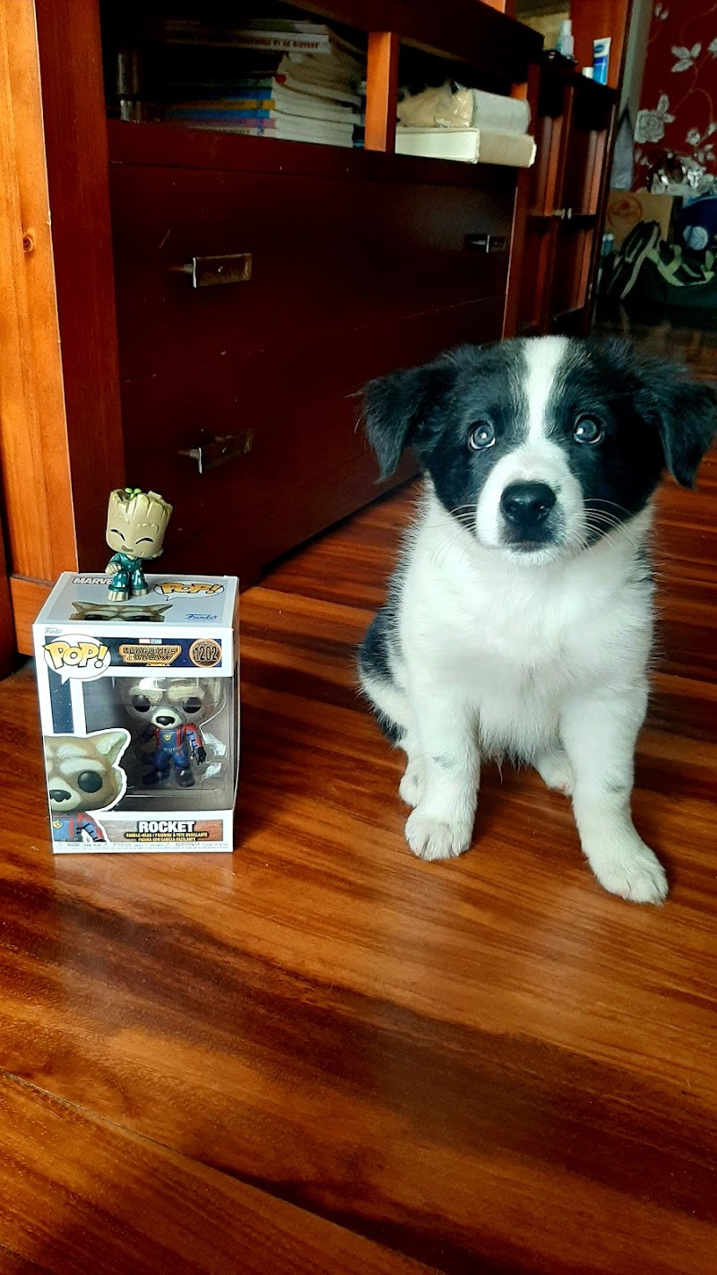 VetSaude Centro Veterinario Cambados photo 4