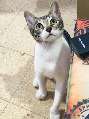 חברים וטרינריה