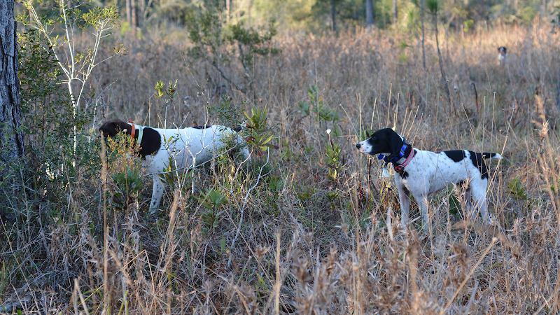 Hardscrabble Plantation - Photo 2