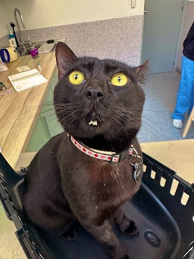 Clínica Veterinaría Campos Eliseos