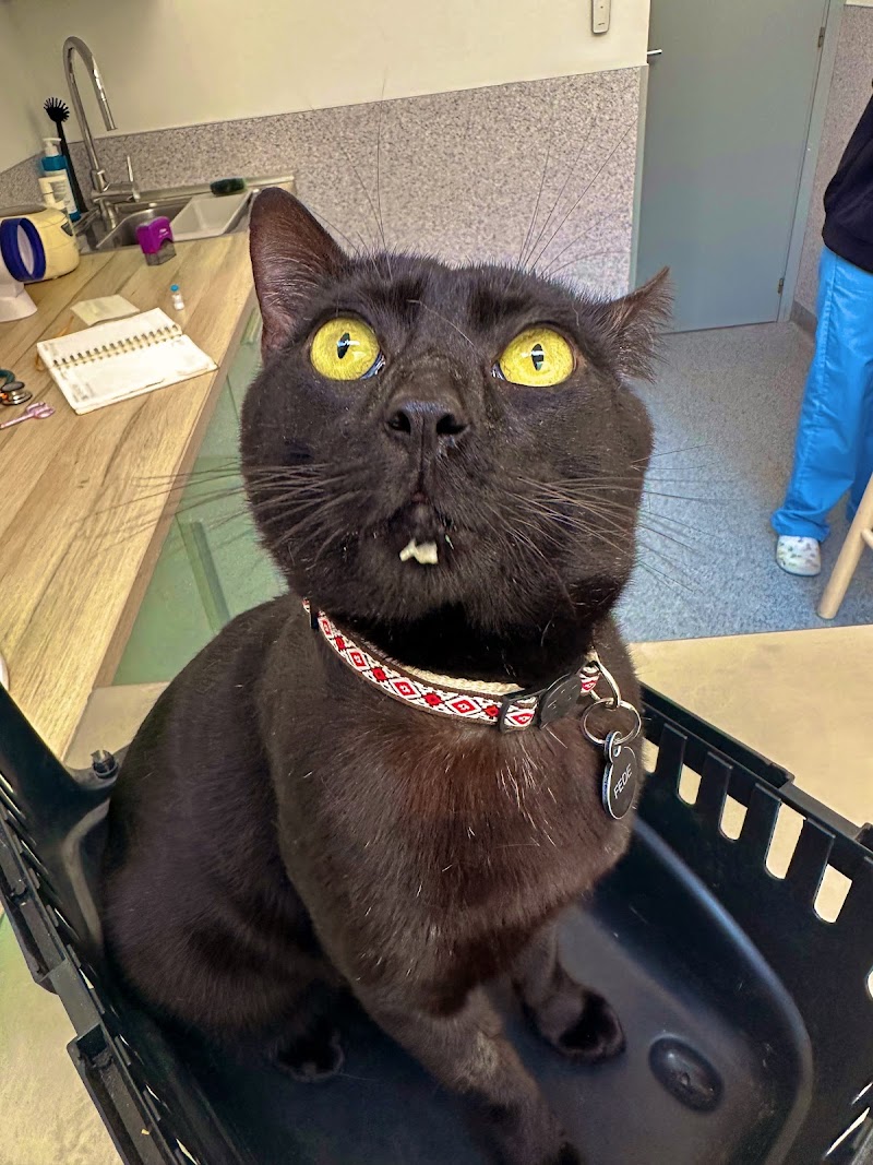 Clínica Veterinaría Campos Eliseos