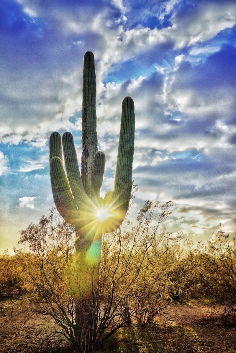 Saguaro National Park East