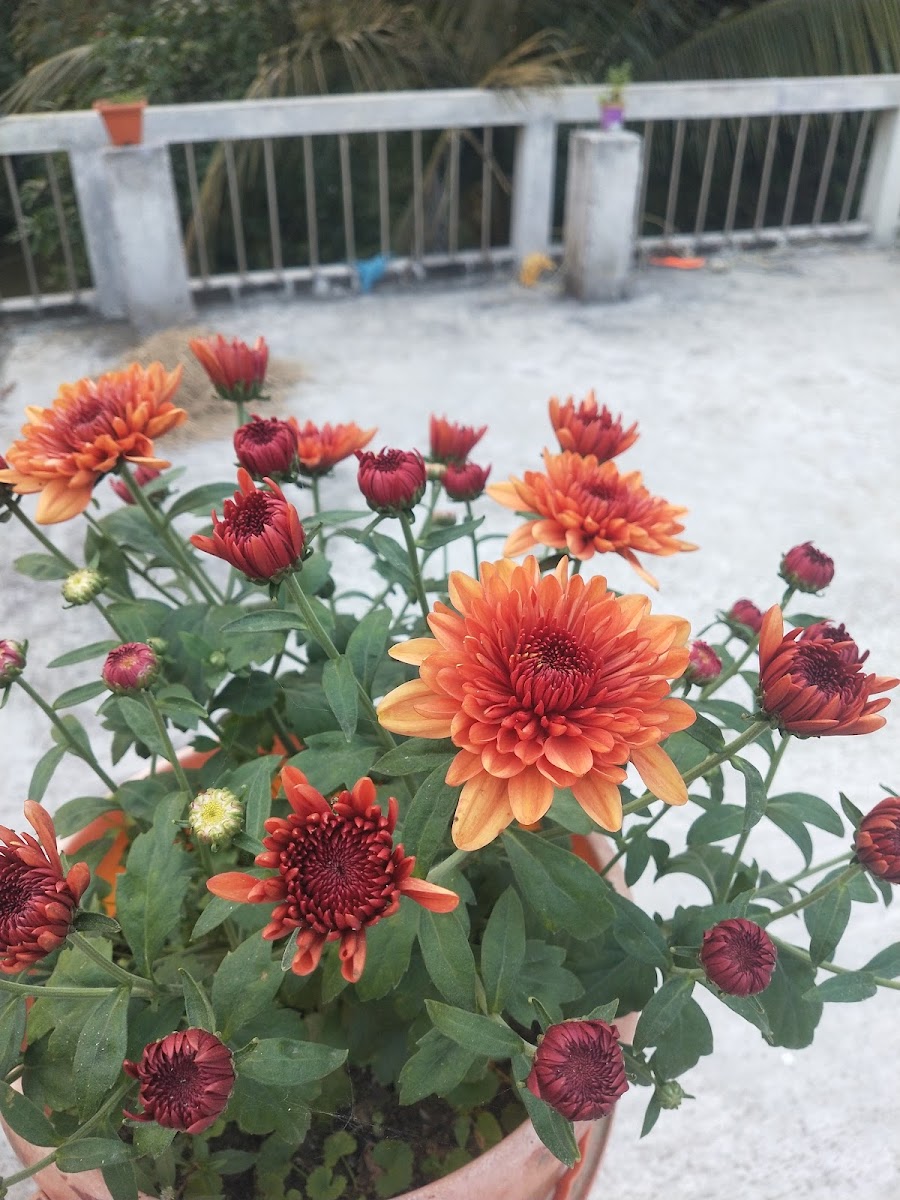 Sarkar nursery photo 6