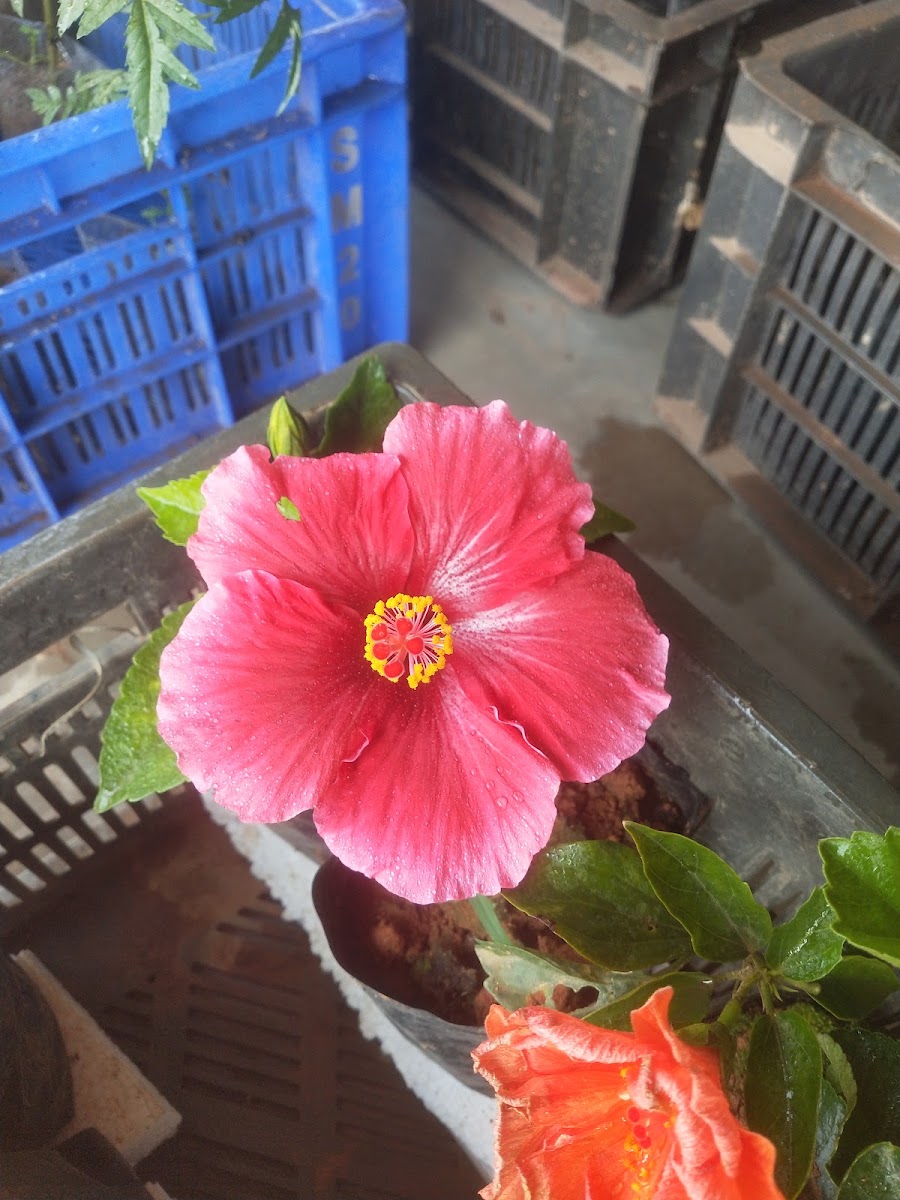 Sarkar nursery photo 1