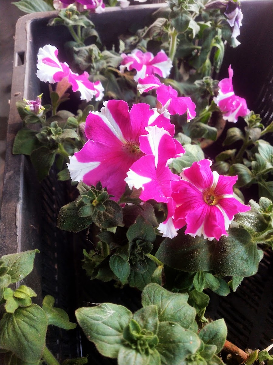 Sarkar nursery photo 3