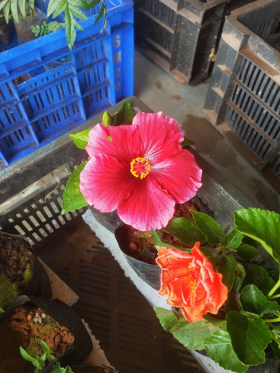 Sarkar nursery photo 5