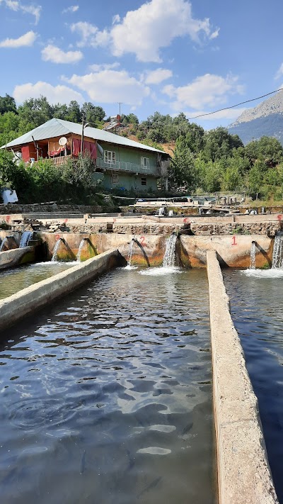 Saripinar Dinçer alabalık tesisleri - Restoran